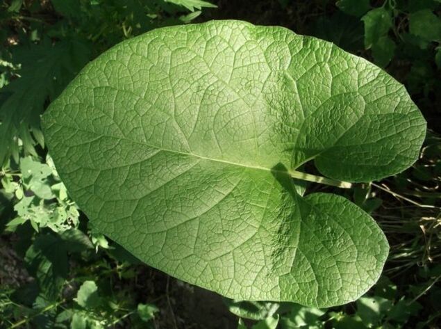 burdock leaf to treat varicose veins